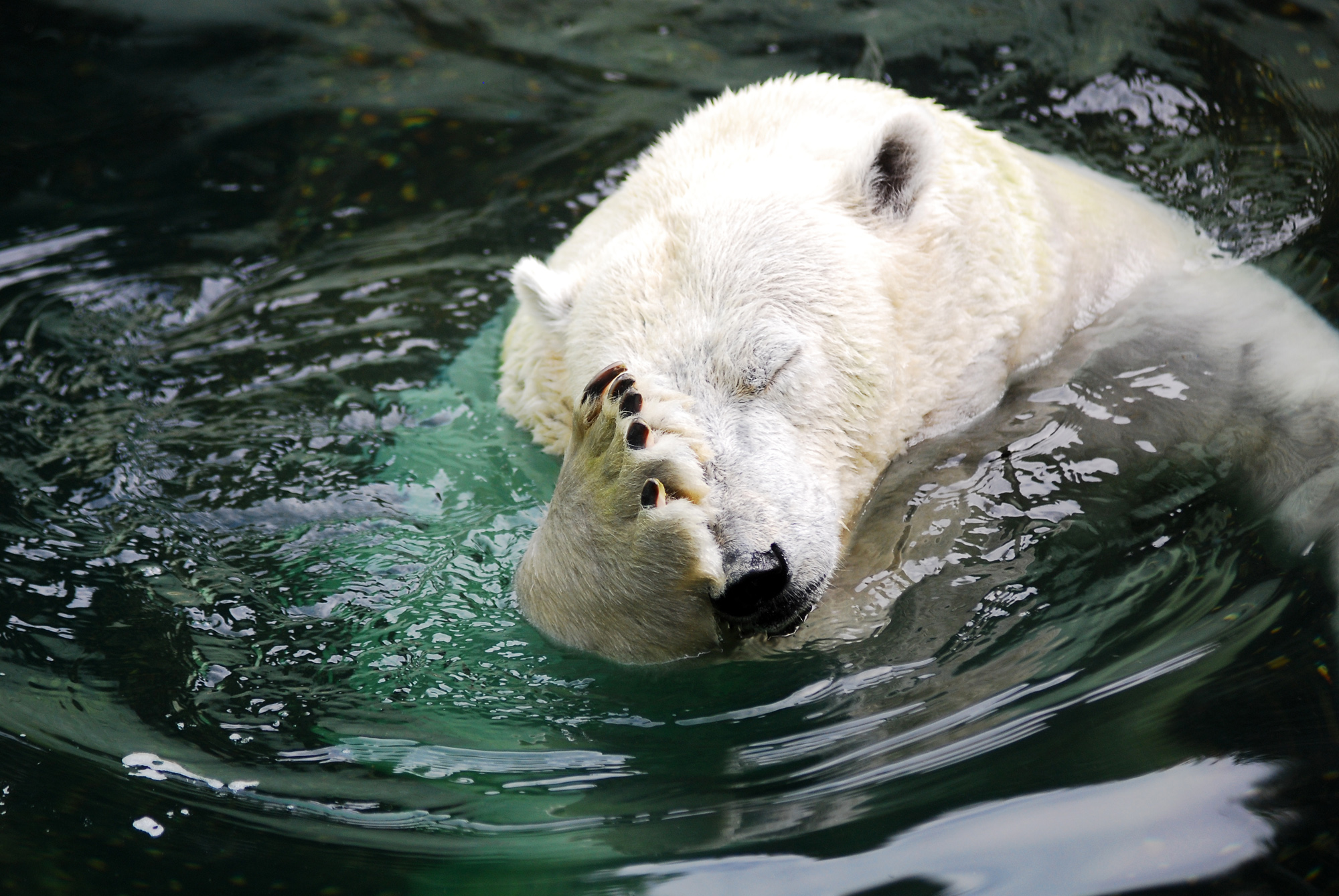 Image result for polar bear face palm